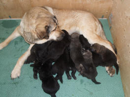 Anouck von Haus vom Steraldted with puppies born 21.06.2008
