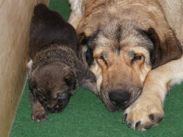 Anouck von Haus vom Steraldted with puppy born 21.06.2008

