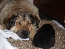 Anouck von Haus vom Steraldted with puppy born 21.06.2008
