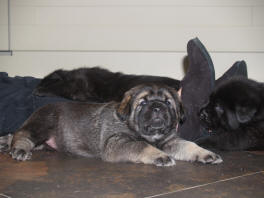 Puppy of Amigo x Anouck von Haus vom Steraldted - Born 21.06.2008
