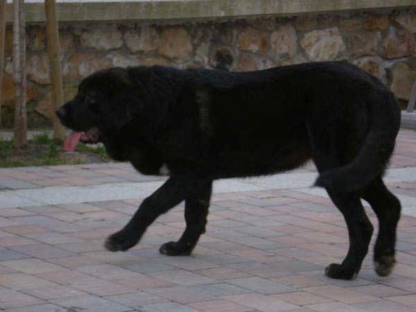 Pantera de la Ribera del Pas - 7 meses
(Moroco de Fuentemimbre x Arpa de Fuentemimbre) 
Keywords: puppyspain puppy cachorro