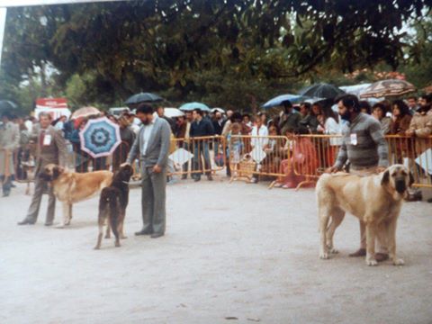Retiro 1984
Eugenio Peña con Ankara por Lancel de Enderika y Berta. Criador y propietario Eugenio Peña
Keywords: 1984