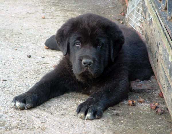 Zaino de la Ribera del Pas
(MOROCO DE FUENTE MIMBRE x LIANA DE FUENTE MIMBRE 
Born: 19.04.2006 

Keywords: puppyspain puppy cachorro