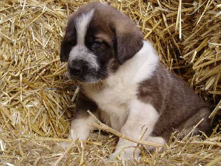 Abbigail z Polabskych Blat
(Ch. Sultan x Ch. Daren z Kraje Sokolu)
Born: 05.12.2006
Keywords: puppyczech puppy cachorro polabskych