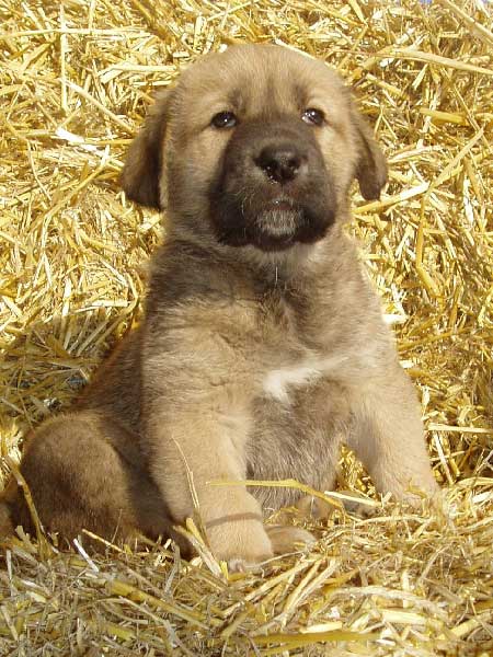 Allivia z Polabskych Blat
(Ch. Sultan x Ch. Daren z Kraje Sokolu)
Born: 05.12.2006
Keywords: puppyczech puppy cachorro polabskych