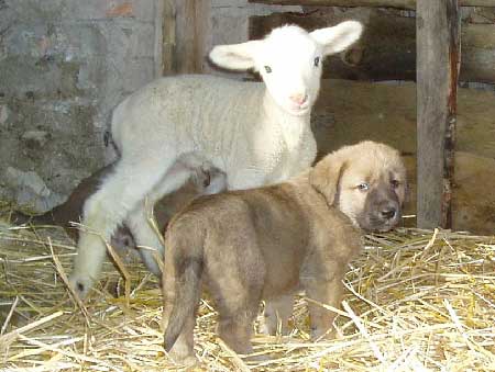Allivia z Polabskych Blat
(Ch. Sultan x Ch. Daren z Kraje Sokolu)
Born: 05.12.2006
Keywords: pet flock puppyczech puppy cachorro polabskych