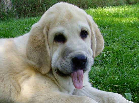 Giron z Kraje Sokolu - 2.5 months old
Keywords: sokolu puppy cachorro