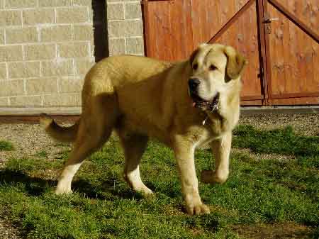 Sultan - 9 month old
(Ordoño x Princes de Vega de Albares)
Keywords: puppyczech puppy cachorro sokolu