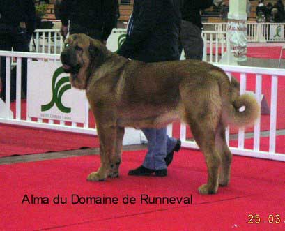 Alma du Domaine de Runneval, 1st exc CACS CACIB BOB - Intermediate Class Females, International show Angers, France 25.03.2007
(Flashy Utane Mastibe X Ulna du Domaine de Runneval) 

Keywords: 2007