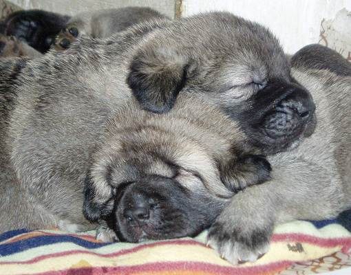 25 days old puppies
(Basil Mastifland x Florita Maja Tornado Erben)
Keywords: puppyczech puppy cachorro