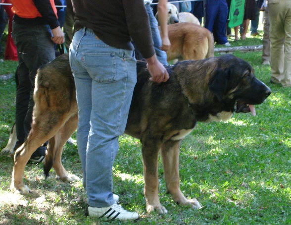 Puppy Class Males - Clase Cachorros Machos - Barrios de Luna 09.09.2007
Keywords: 2007