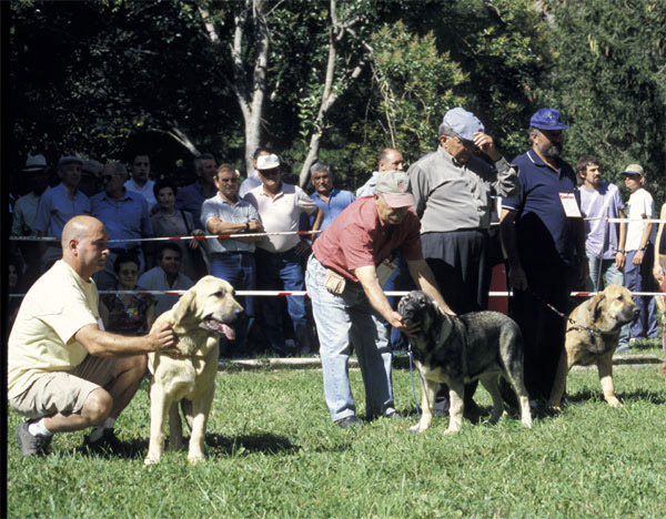 Puppy Class Females - Barrios de Luna, León, 14.09.2003
Keywords: 2003