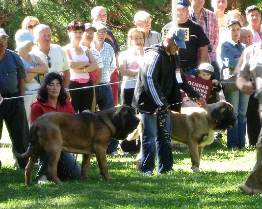 Puppy Class Males - Clase Cachorros Machos - Barrios de Luna 09.09.2007
Keywords: 2007