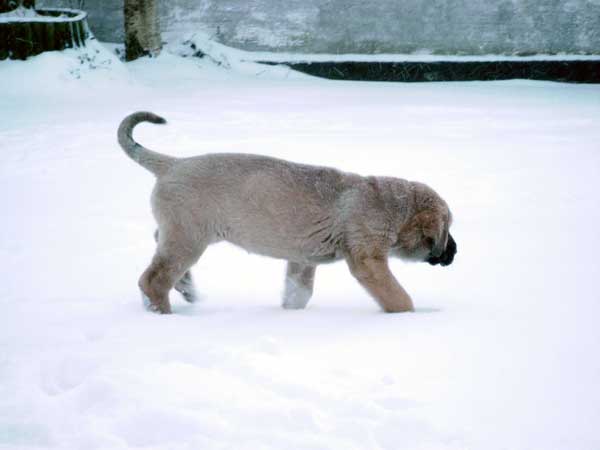Becky  Tornado Erben
Born: 23-12-2004 
(Ch. Baskervil Mastibe x Jolana FI-IT) 
Owned by Gert Pedersen  

Keywords: heavy puppy cachorro snow nieve
