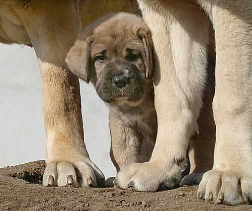 Bella Mastibe - Winner Photo of March 2006
60  points (5 x 12 votes) 

(Sultan x Ich. Feya Mastibe)
Born: 19.01.2006

Keywords: mastibe puppy cachorro 2006