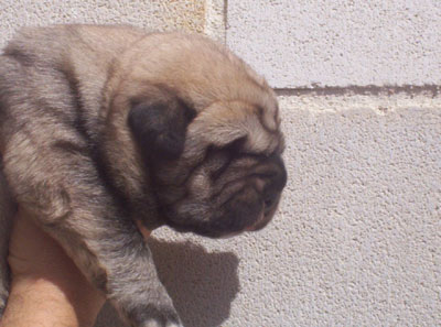 Puppy - 10 days
Moroco de Fuente Mimbre x Gorga de Fuente Mimbre 
Keywords: puppyspain puppy cachorro