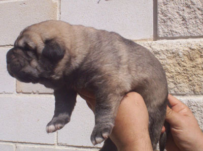 Puppy - 10 days
Moroco de Fuente Mimbre x Gorga de Fuente Mimbre  

Keywords: puppyspain puppy cachorro