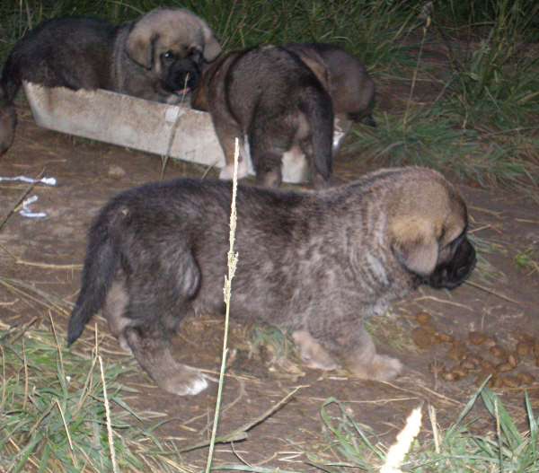 Cachorros de Lagartijo x Tizona - 1 mes
Lagartijo de la Valleja x Tizona 
25.08.2007  
Keywords: puppyspain puppy camada