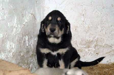 Casiopea, 50 días - born 13.10.07
Cantero de los Zumbos X Tormenta de Reciecho  
13.10.2007

Keywords: puppyspain puppy cachorro