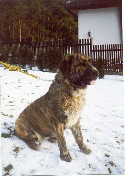 Daren z Kraje Sokolu - 8 months
(Alto del Grande Creta Lago x aylen z Kraje Sokolu)  

Keywords: snow nieve puppy cachorro sokolu