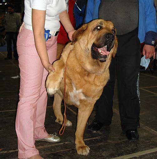 NERON DE FILANDON: EXC 2, resCAC - Open Class Males, Euro Dog Show 2008, Budapest, Hungary 03-05.10.2008
Dumbo de Reciecho x Troya de Buxionte
Keywords: 2008 cortedemadrid