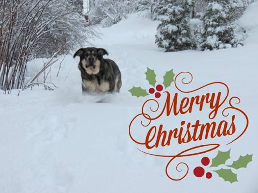 Merry Christmas & Happy New Year from Eeva von Bagh, Finland
Keywords: xmas