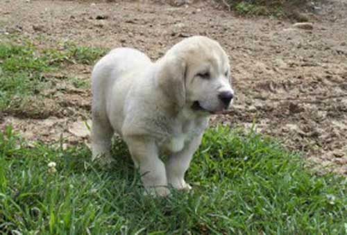 Puppy from Torreanaz
(Llanero de Ablanera x Tina de Babia)
Born: 01-07-2004  
 

Keywords: puppyspain puppy cachorro