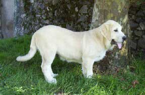 Puppy from Torreanaz
(Llanero de Ablanera x Tina de Babia)  
Born: 01-07-04
Keywords: puppyspain puppy cachorro