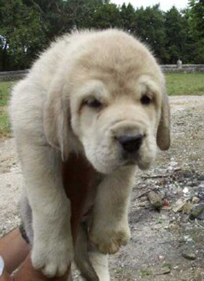 Puppy from Torreanaz
(Llanero de Ablanera x Tina de Babia)  
Born: 01-07-2004  

Keywords: puppyspain puppy cachorro