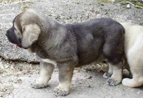 Puppy from Torreanaz
(Llanero de Ablanera x Tina de Babia)  
Born: 01-07-2004 

Keywords: puppyspain puppy cachorro