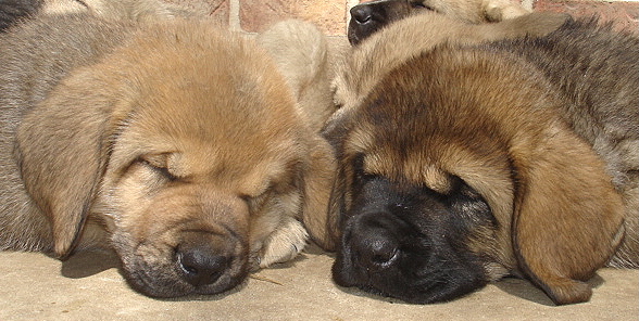Sleeping puppies
Keywords: puppy