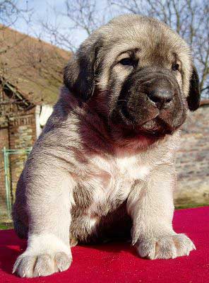 Female puppy 28 days old
(Ich. Basil Mastifland x Jch. Florita Tornado Erben)
Born: 13.12.2006 

Keywords: puppy cachorro
