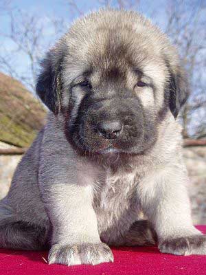 Female puppy 28 days old
(Ich. Basil Mastifland x Jch. Florita Tornado Erben)
Born: 13.12.2006 

Keywords: puppy cachorro