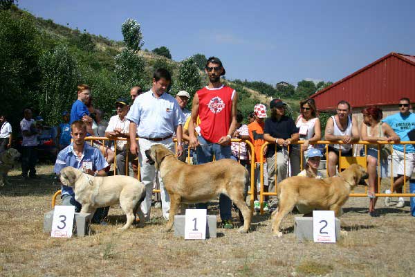 1º: Pacho, 2º: Marela de Fonteferra & 3º: Korac de Montes del Pardo - Final Puppy Class - Puebla de Sanabria, Zamora, 17.07.2005
Keywords: 2005 puppy cachorro