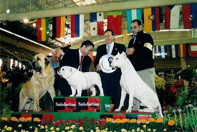 Podium: Final Grupo 2 - Ch Ron de Autocan
XXIII Exposición Internacional Canina de Badajoz - 9 de mayo de 2004.
Photo: Jaime J. Fenollera  

Keywords: 2004 autocan