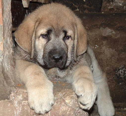 Grabiel de la Ribera del Pas
(LLanero de Ablanera x Mola de la Valleja)  

Keywords: puppyspain puppy cachorro