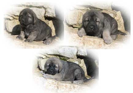 Puppies from Fuente Mimbre - 30 days old
(Carbonero de Fuente Mimbre x Liana de Fuente Mimbre) 
Keywords: fuentemimbre cachorro