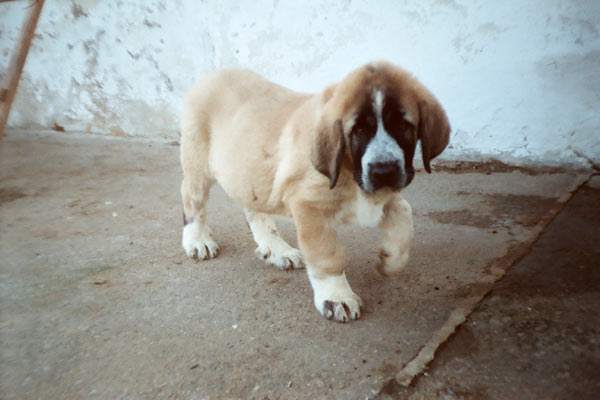 Hilario de la Valleja
(Raphael de la Valleja x Dan de las Cañadas)
 

Keywords: puppyspain puppy cachorro