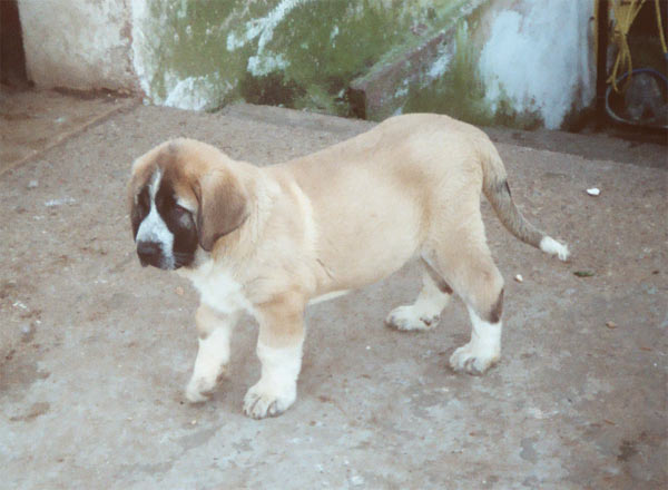 Hilario de la Valleja
(Raphael de la Valleja x Dan de las Cañadas)  

Keywords: puppyspain puppy cachorro