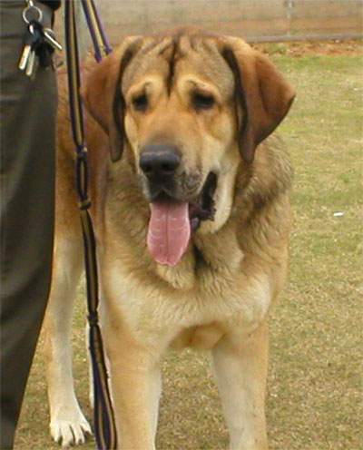 Mastín Español from Israel 14 months old - Picture from a Dog Show 21th of February 2004 near Tel Aviv.
. 
Keywords: 2004