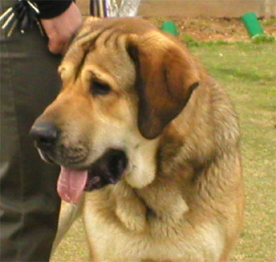 Mastín Español from Israel 14 months old - Picture from a Dog Show 21th of February 2004 near Tel Aviv
. 
Keywords: 2004