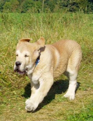 Jorgito Tornado Erben - 3 months
Keywords: puppyczech puppy cachorro