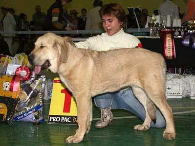 JULY TORNADO ERBEN - Very Promising 1, Best Baby, BEST in SHOW BABY - Show "Cynologist" - Moscow, Russia - 26.11.2006
Keywords: 2006 tornado