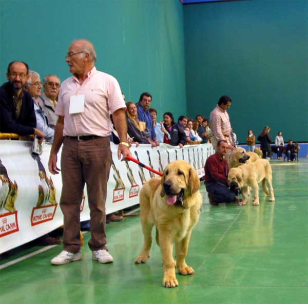 Komombo de Montes del Pardo, Promising 1 & Best Puppy - Puppy Class Males - XXV Monográfica AEPME 30.10.2005
(Sambo x Dama de Fontanar) 
Born: 13.05.2005 
Breeder & owner: Sergio de Salas  

Keywords: 2005 puppyspain puppy cachorro