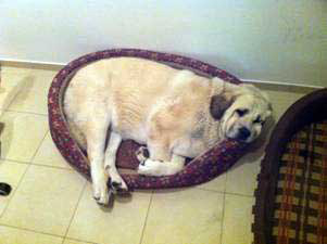 Laska is sleeping in the wrong bed :)
(Gonzales Del Dharmapuri X Fany de Fuentemimbre)
Born: 18.10.2007 
 
 

Keywords: laska