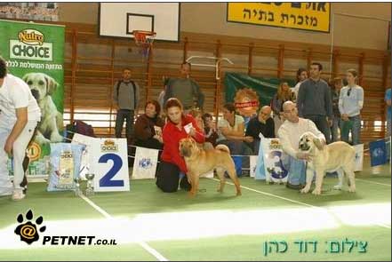 Laska del Dharmapuri - Very promising & 3rd place in BIS puppy, dog show Israel 2008
Keywords: laska