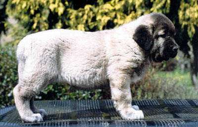 Lebanza de Los Zumbos - 2 months old
(Romeo de Los Zumbos x Dulce de Los Zumbos)  

Keywords: puppyspain puppy cachorro