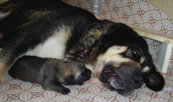11 days old puppy with mother Ch. Cassandra Tornado Erben 
Keywords: tornado