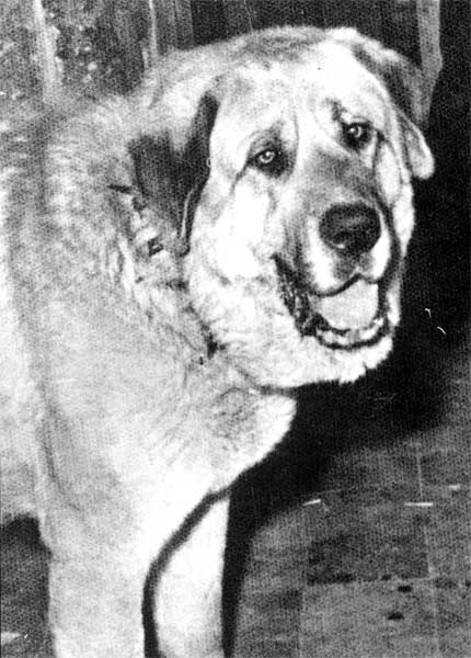 León - from the early 60'th.
Ejemplar de primeros de los años sesenta, 
muestra una expresión típica en las castas de perros trashumantes. 

La Revista del Perro 1993 - © Copyright - Carlos Salas, Spain  

Keywords: 1960