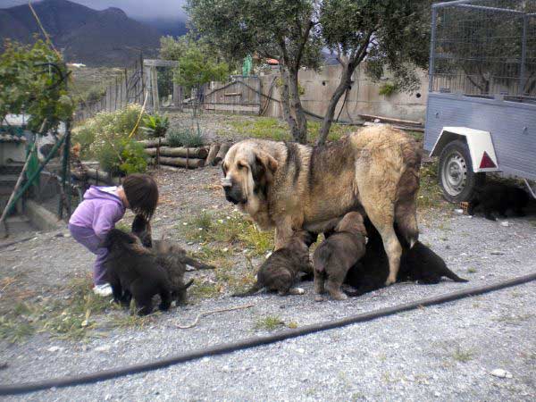 India de Cerros del Aguila with puppies born 12.03.2011
Keywords: delfos